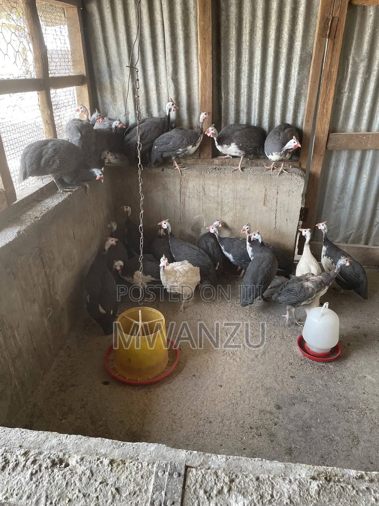 Guinea Fowls