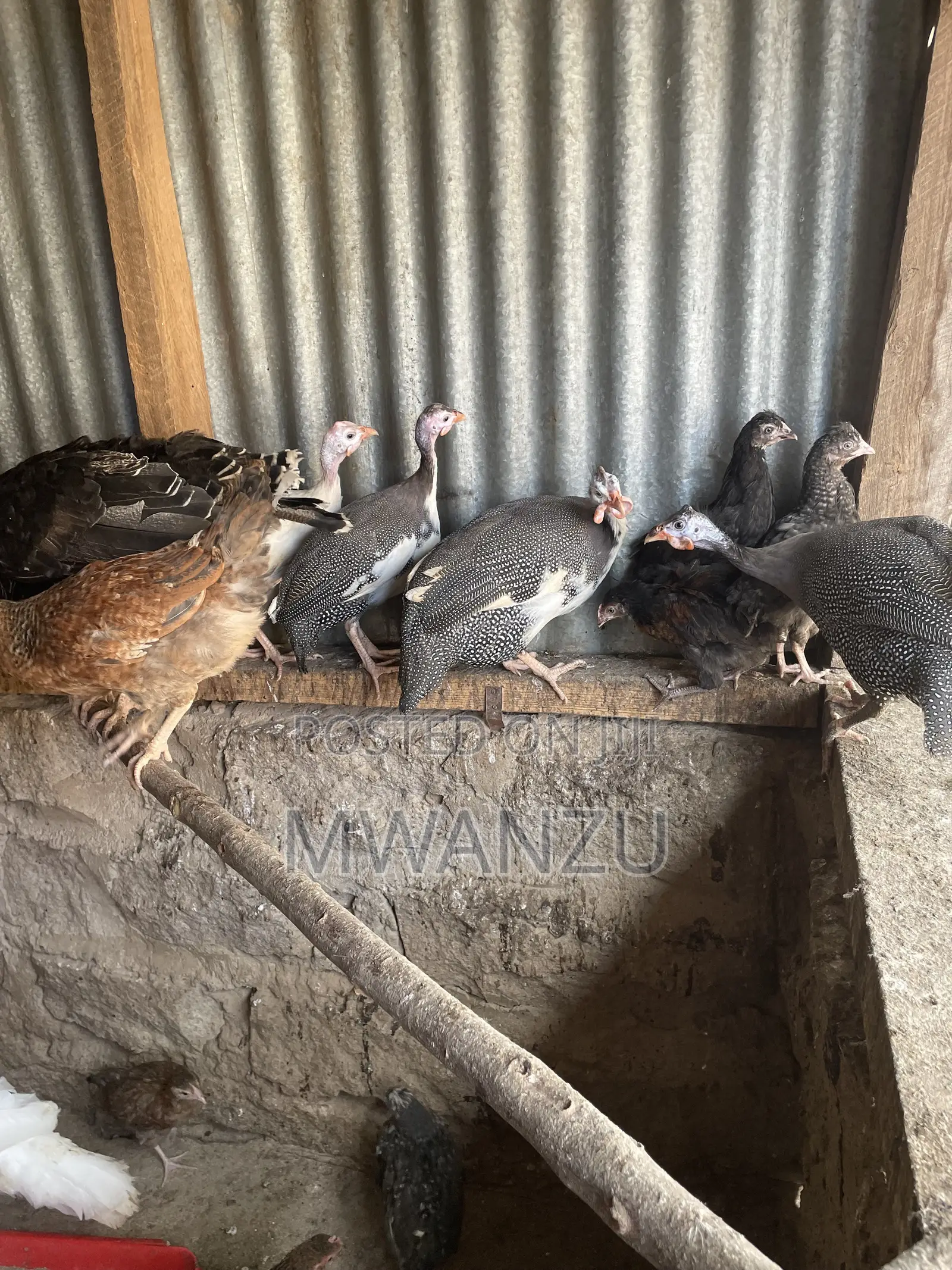 Guinea Fowls