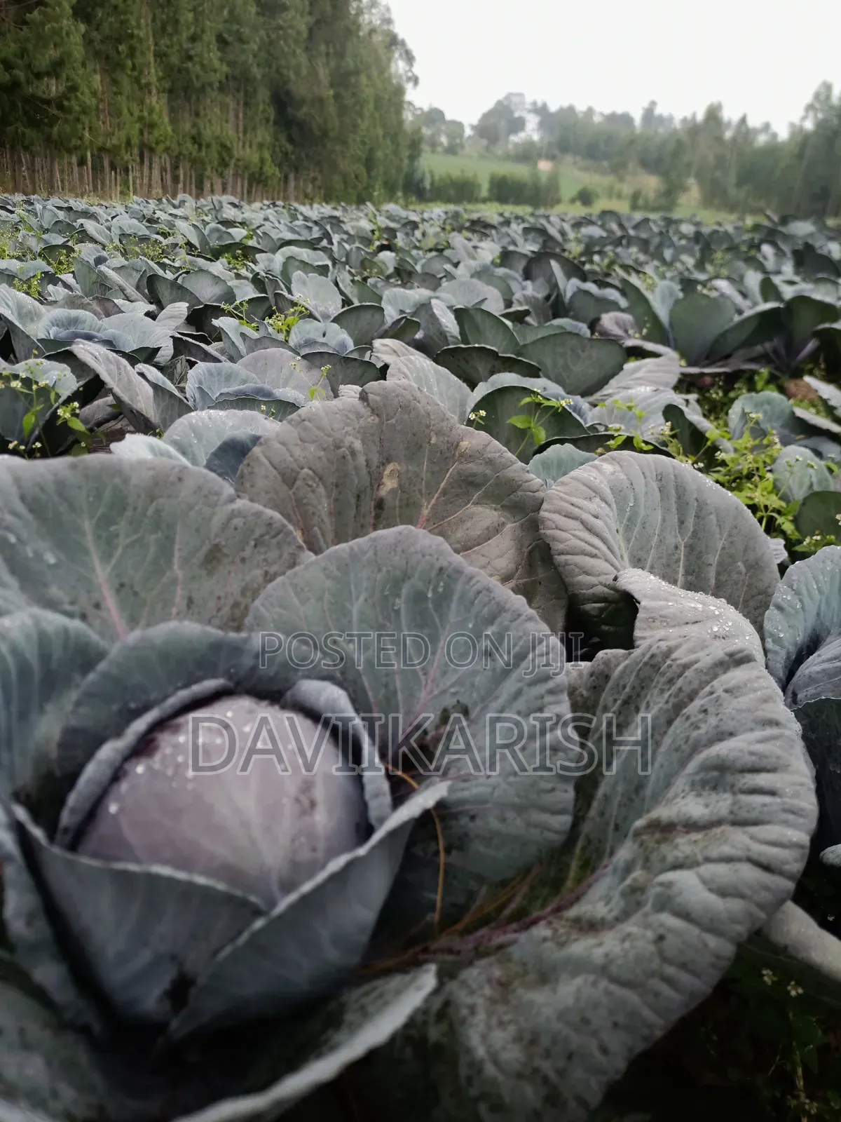 Red Cabbages
