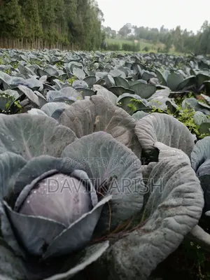 Red Cabbages