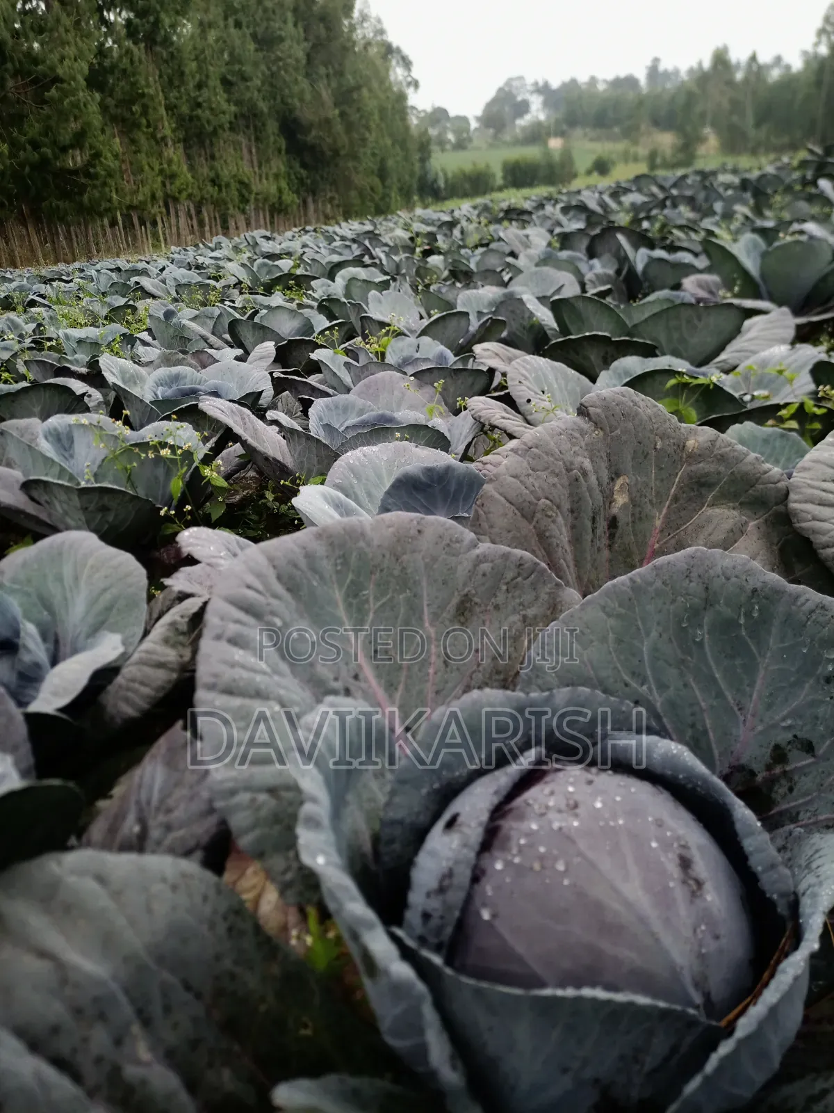 Red Cabbages