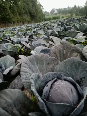 Red Cabbages