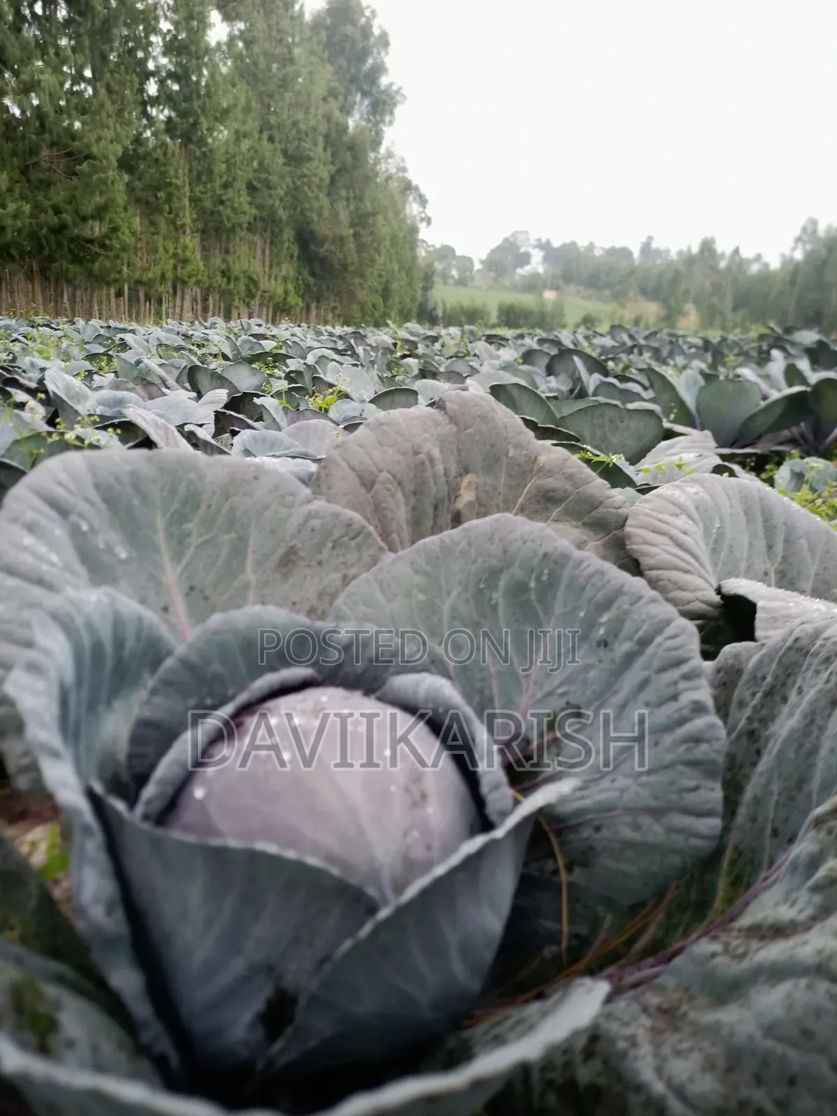 Red Cabbages