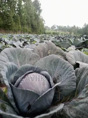 Red Cabbages