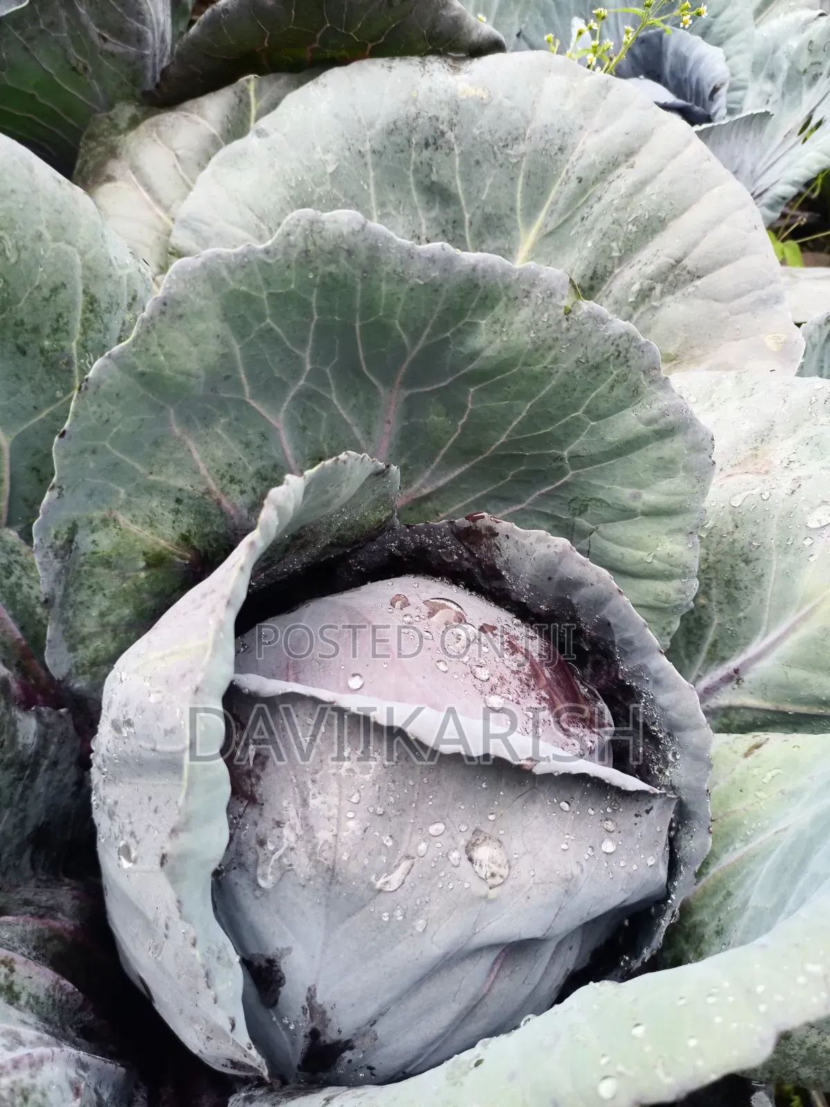 Red Cabbages