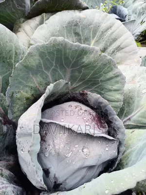 Red Cabbages