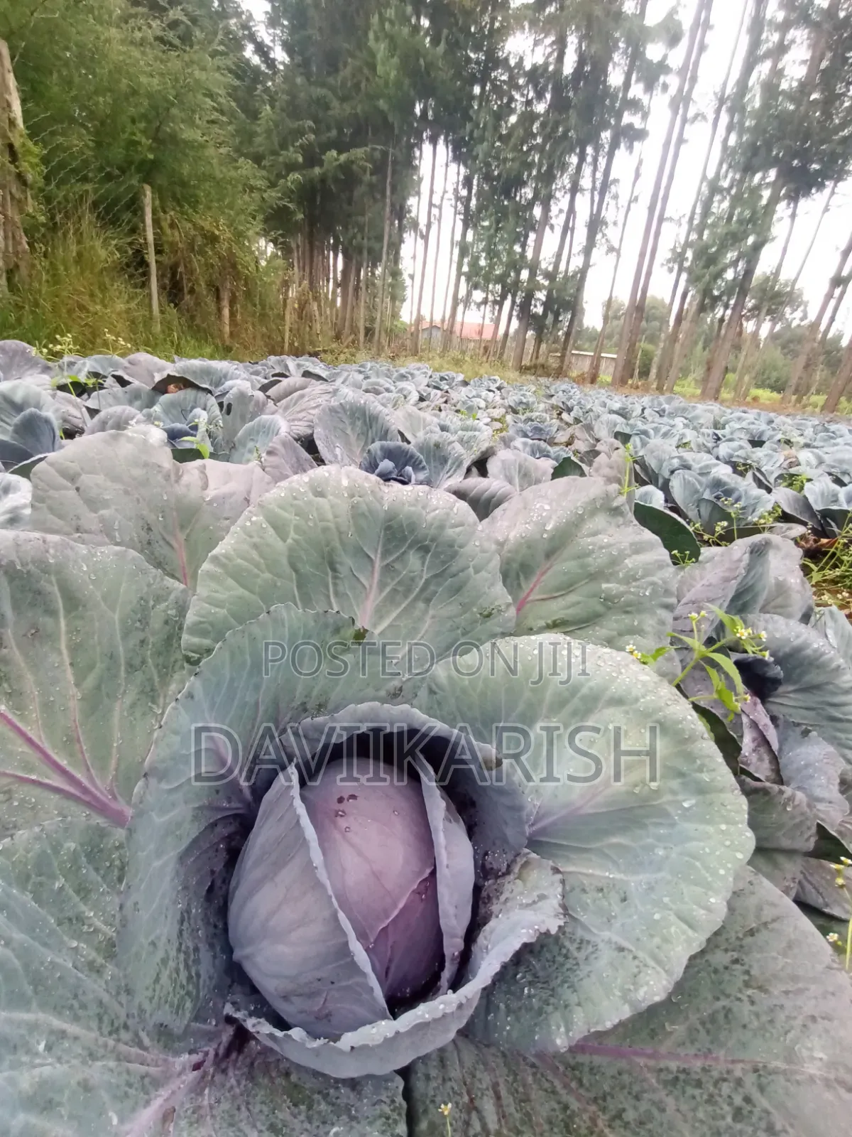 Red Cabbages