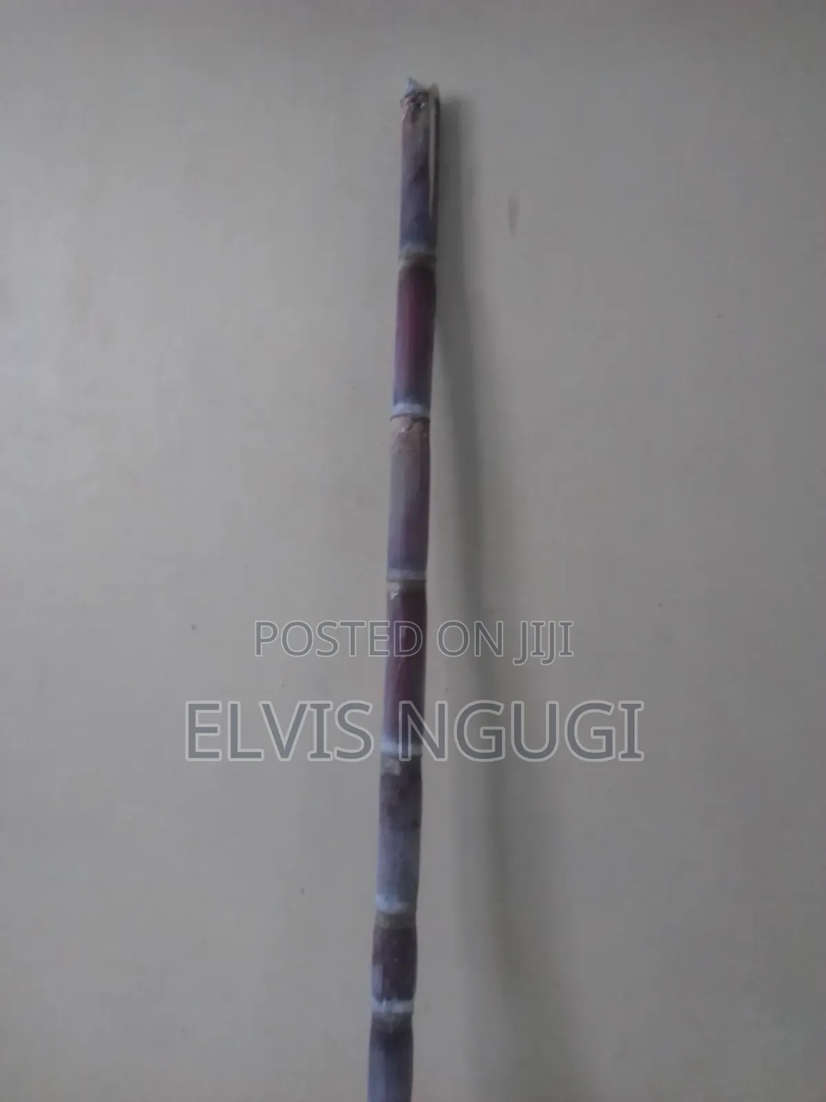 Sugar Cane. (Miwa)