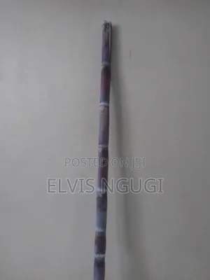 Sugar Cane. (Miwa)