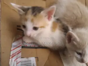 1-3 months Female Mixed Breed Cat