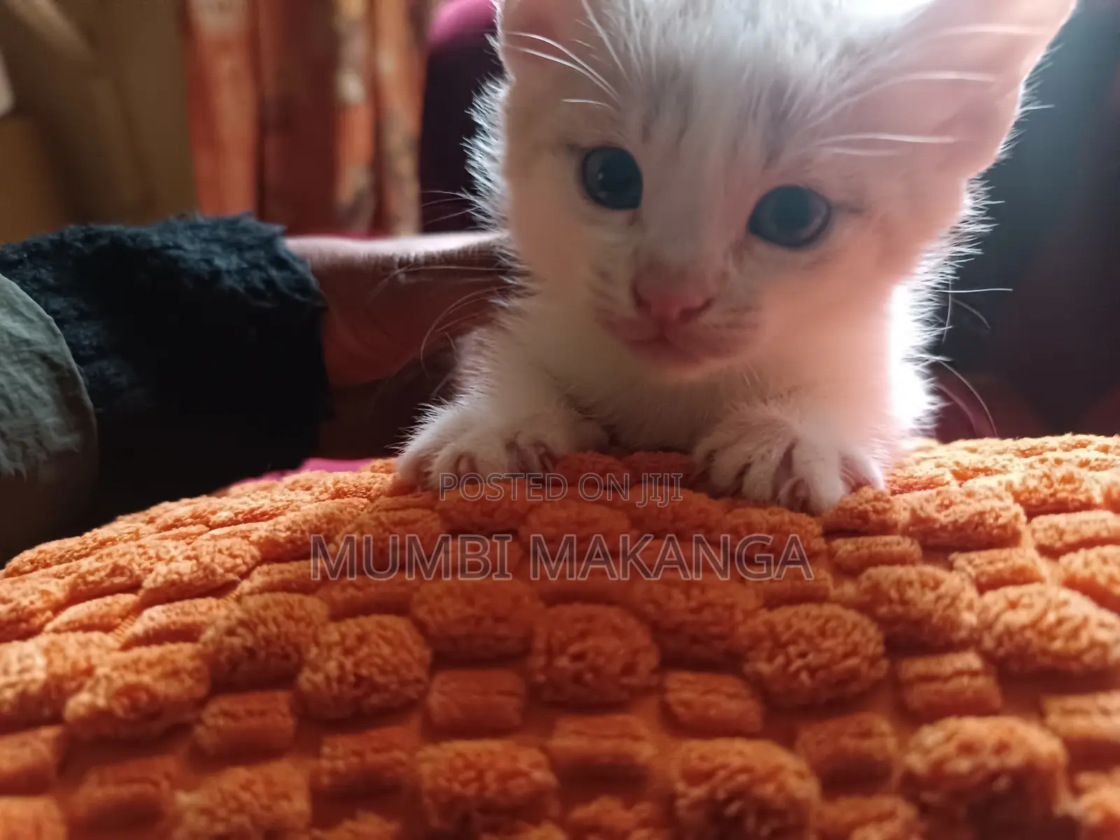 1-3 months Female Mixed Breed Cat