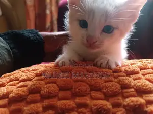 1-3 months Female Mixed Breed Cat