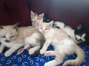 1-3 months Female Mixed Breed Cat