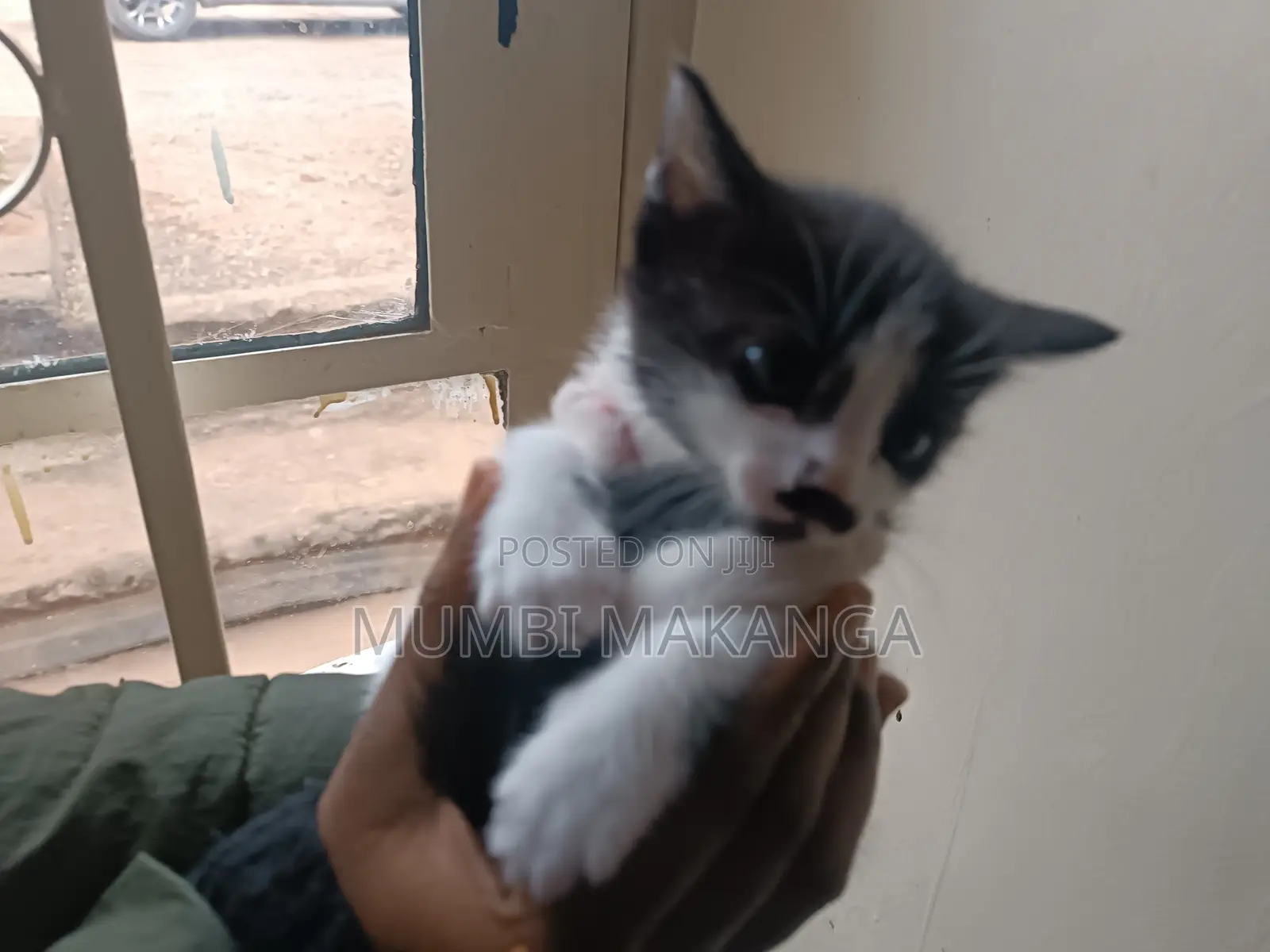1-3 months Female Mixed Breed Cat