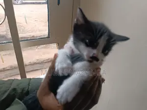 1-3 months Female Mixed Breed Cat