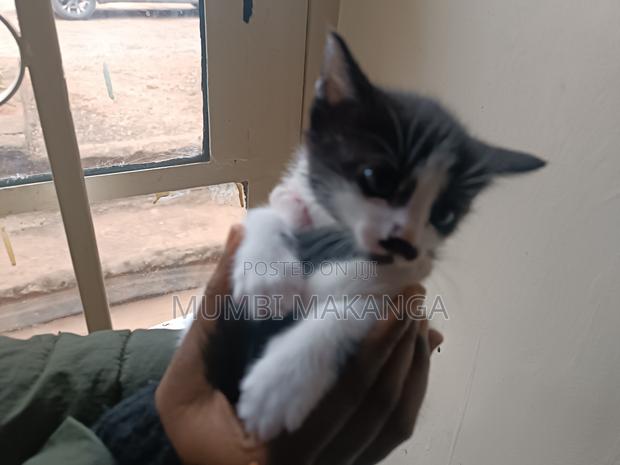 1-3 months Female Mixed Breed Cat - thumbnail 4