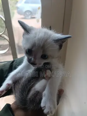 1-3 months Female Mixed Breed Cat