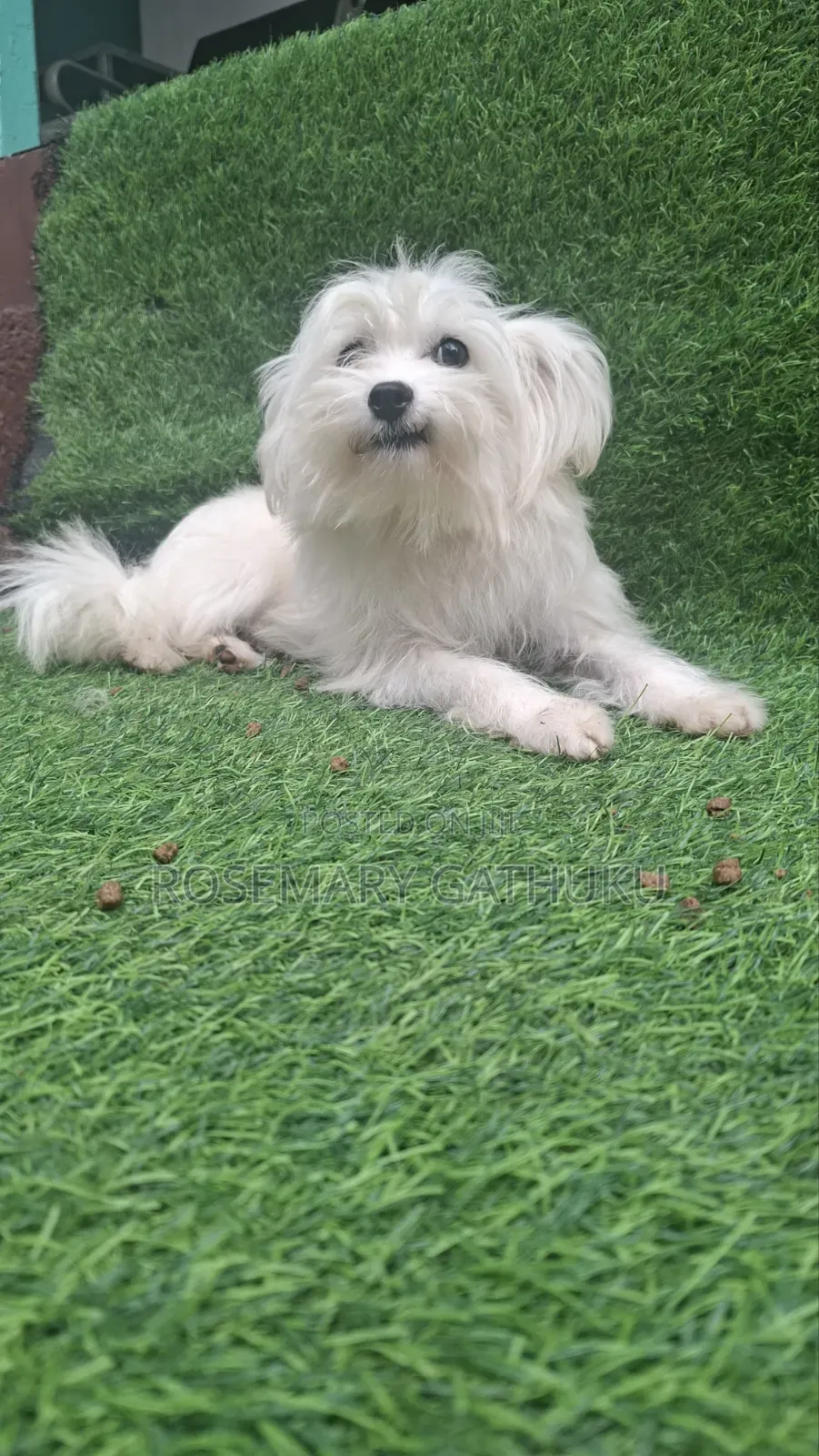1+ year Female Mixed Breed Maltese