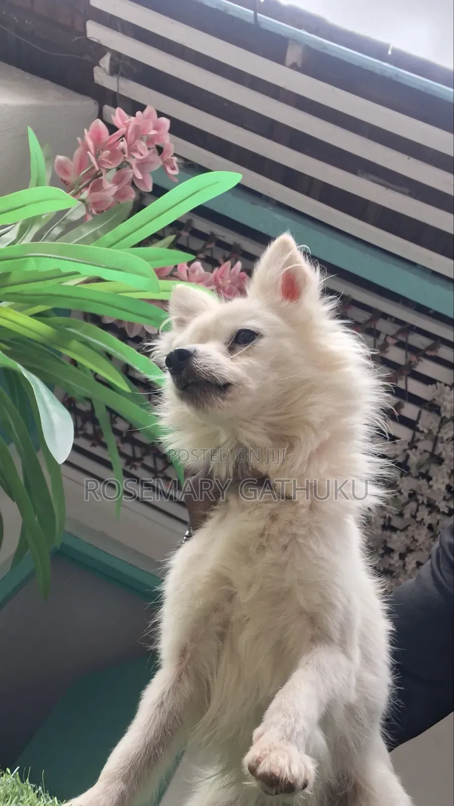 1+ year Female Mixed Breed Maltese