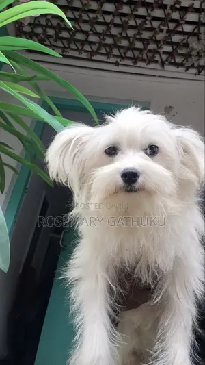 1+ year Female Mixed Breed Maltese