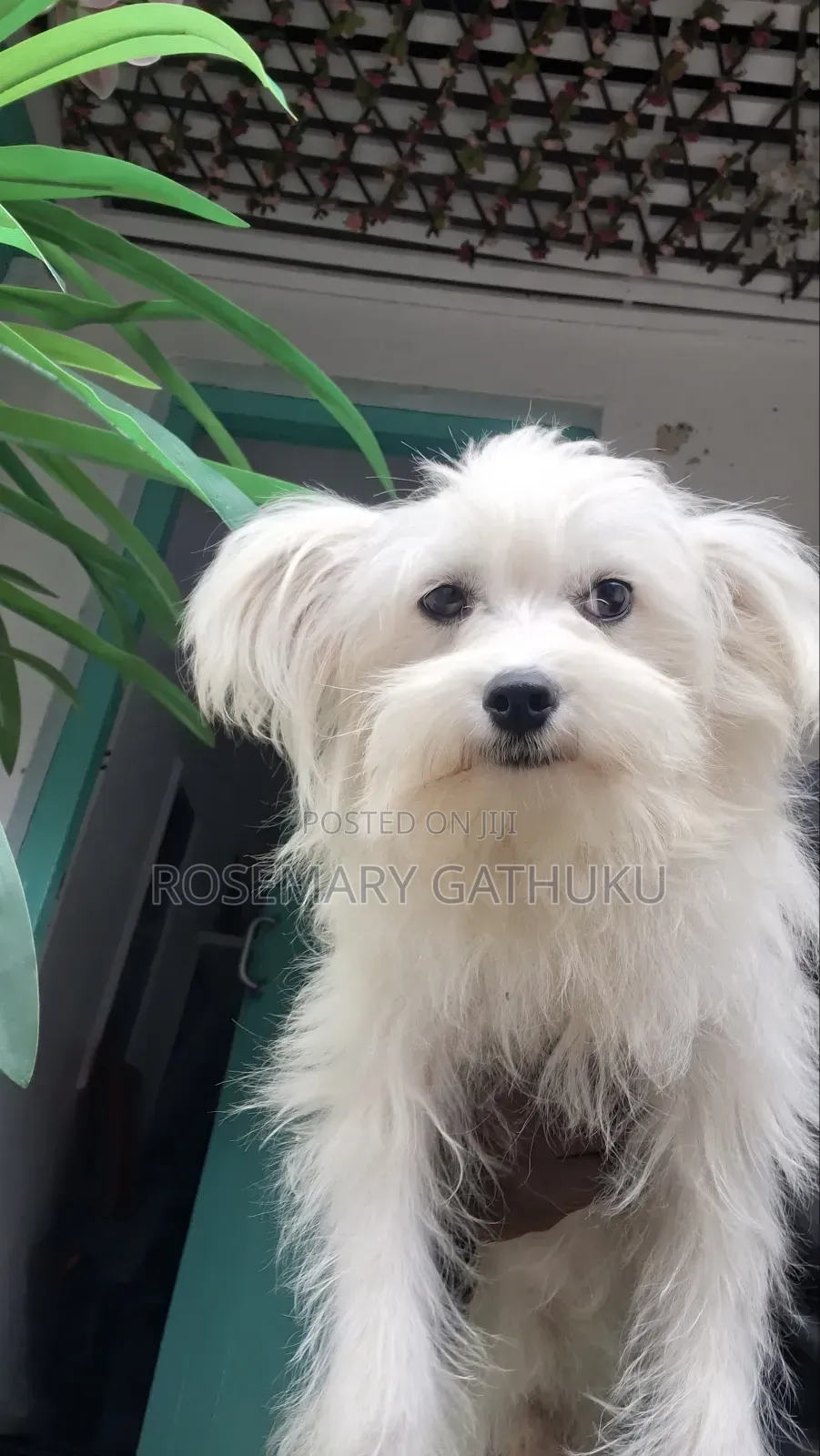 1+ year Female Mixed Breed Maltese