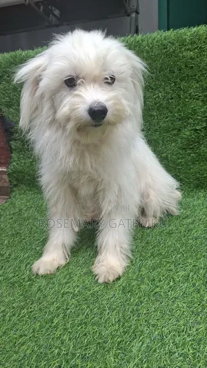 1+ year Female Mixed Breed Maltese