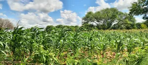13 Acres Mavueni