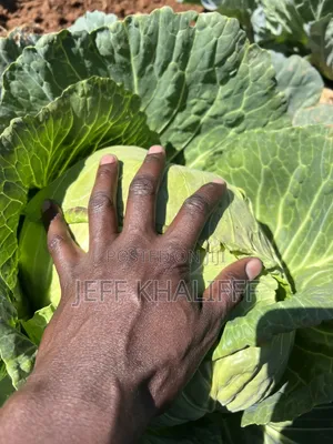 Best Cabbages