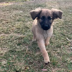 1-3 months Male Mixed Breed German Shepherd