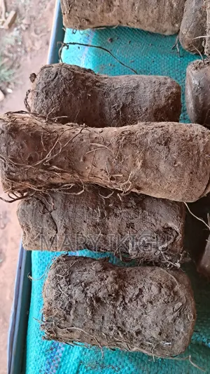 Arrowroots
