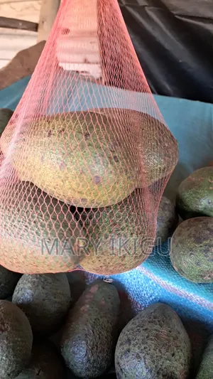Avocados (Fuerte)