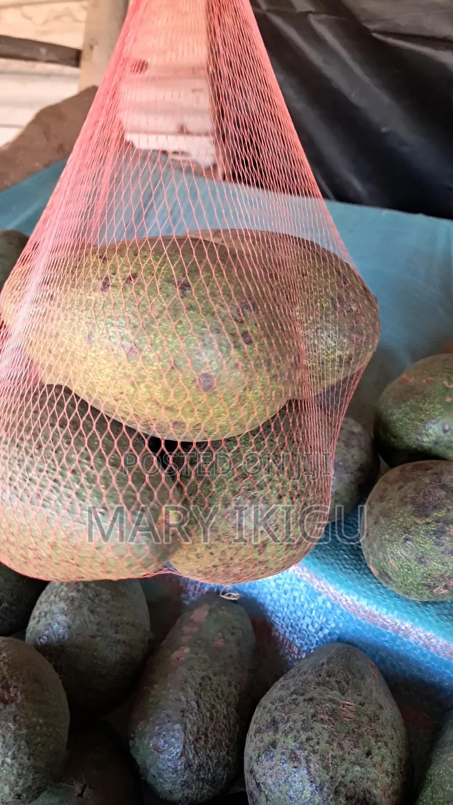 Avocados (Fuerte)