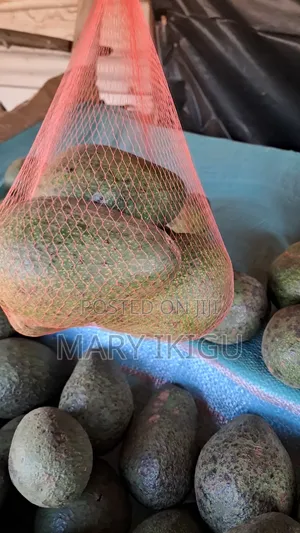 Avocados (Fuerte)