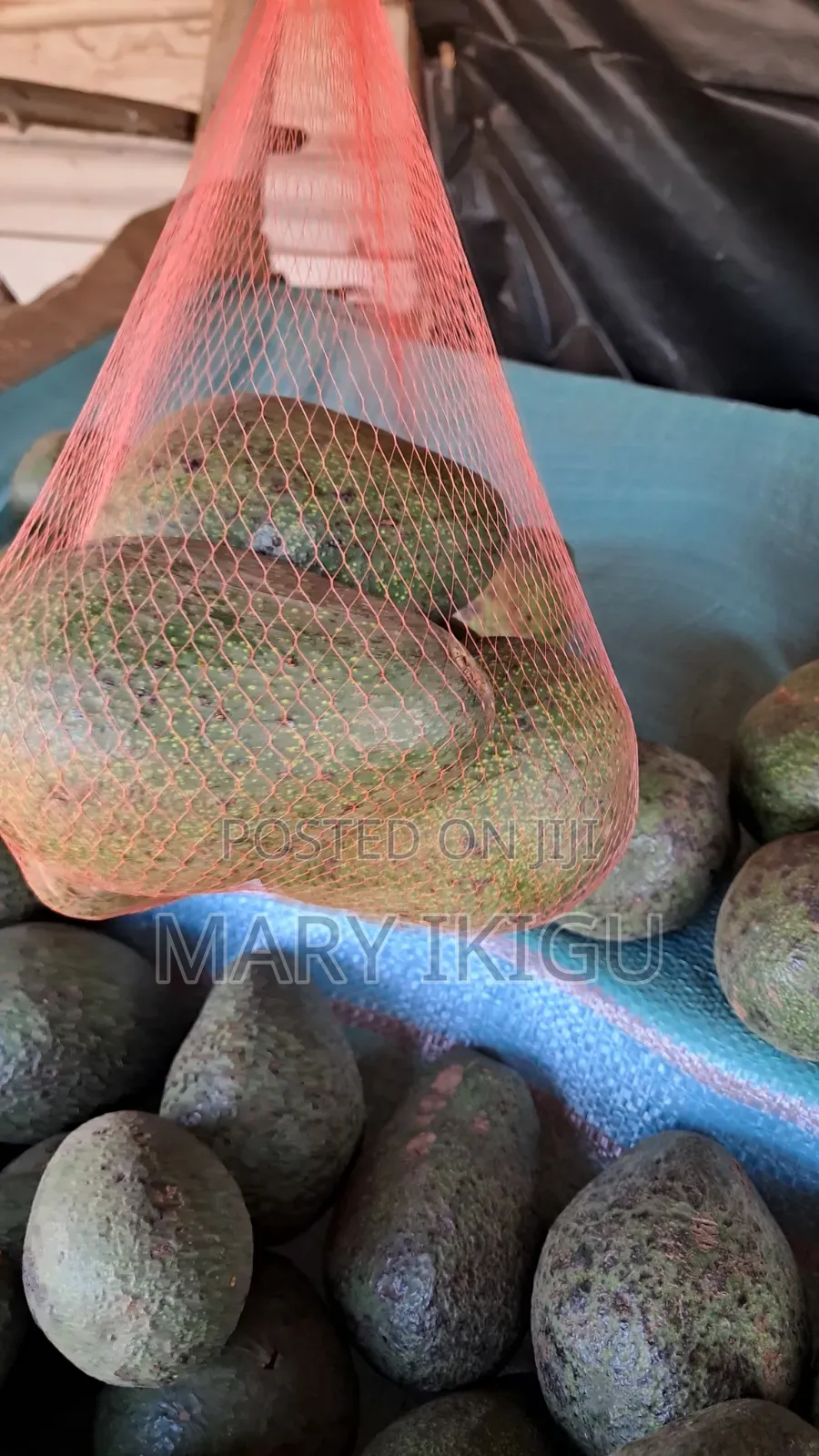 Avocados (Fuerte)