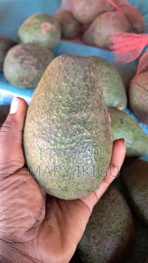 Avocados (Fuerte)