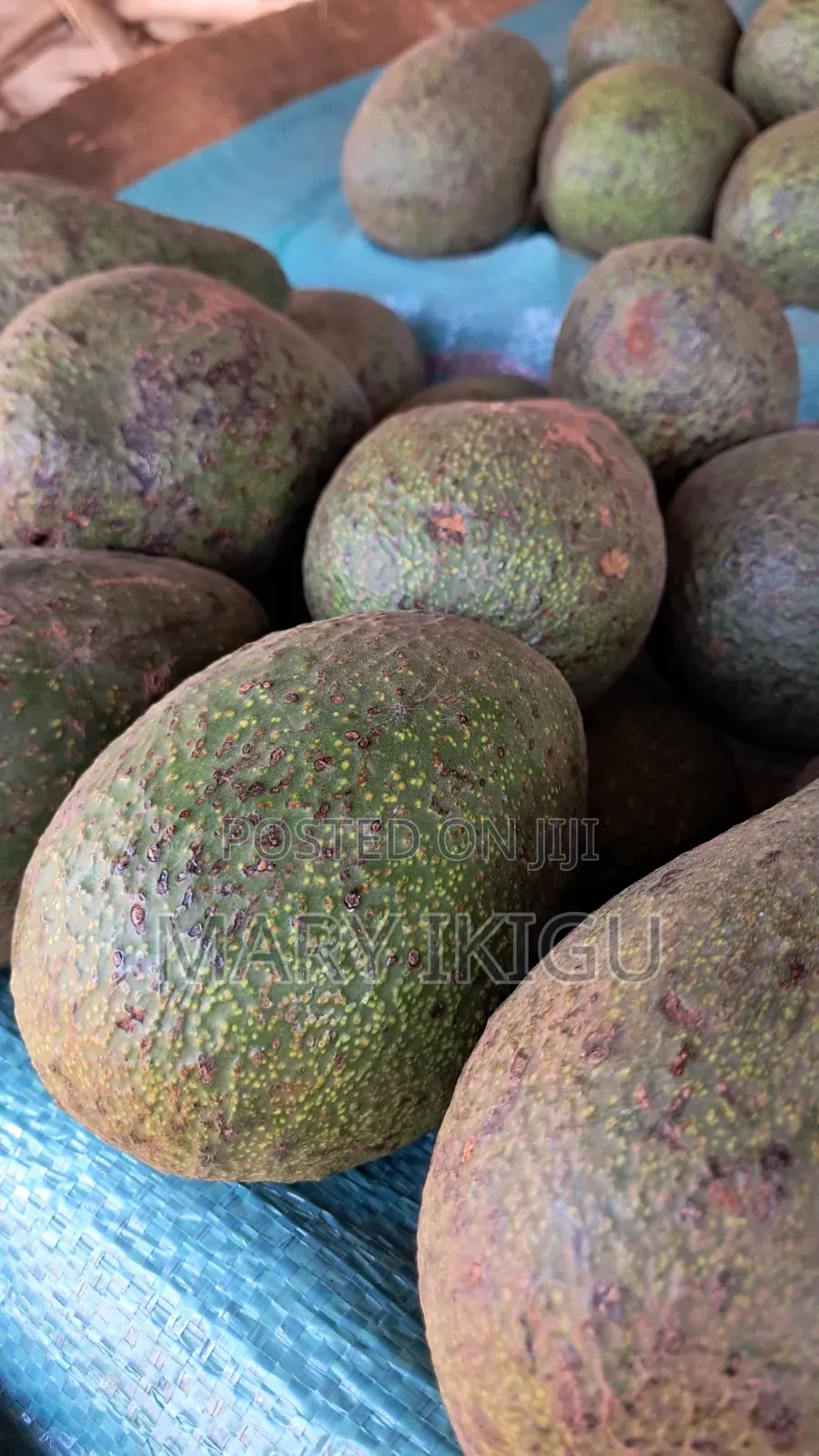 Avocados (Fuerte)