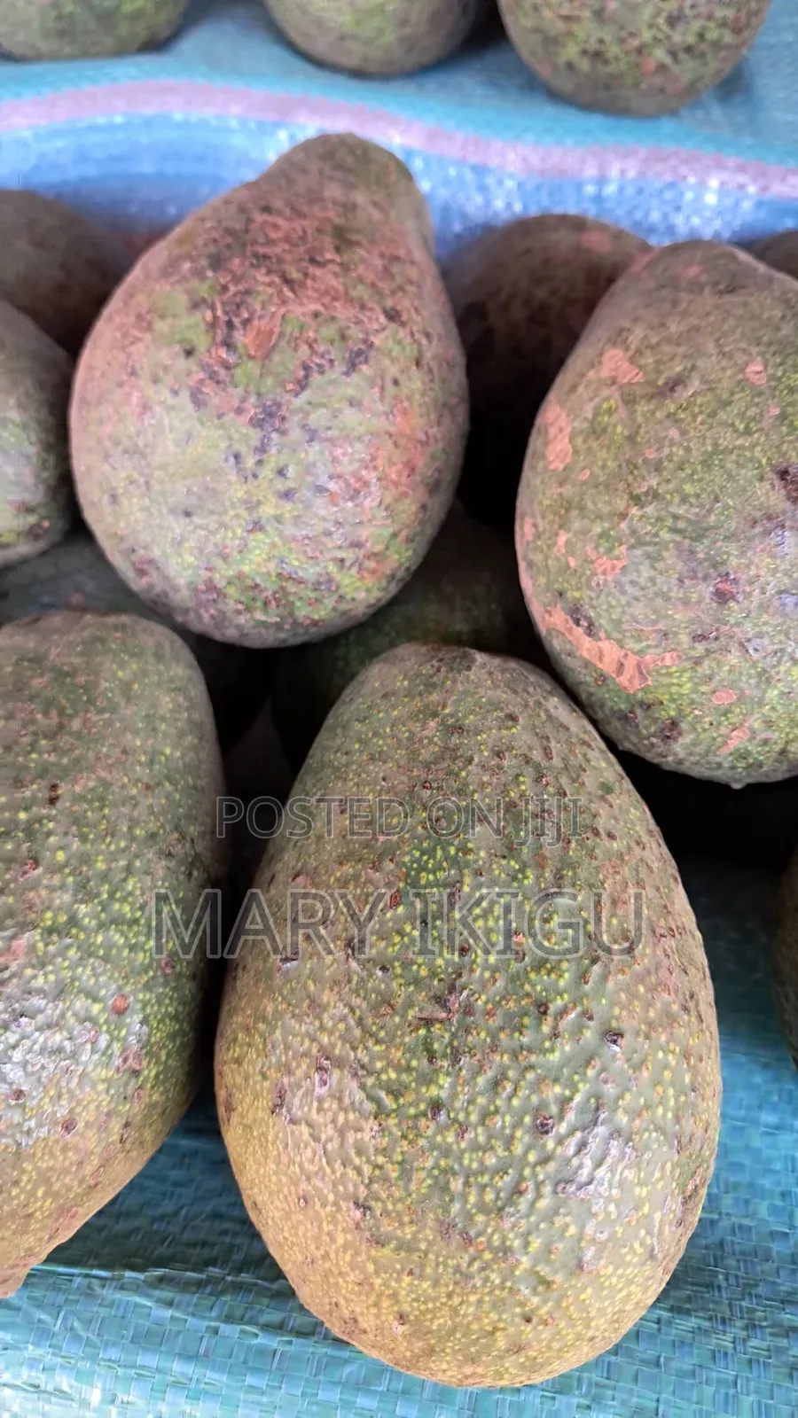 Avocados (Fuerte)
