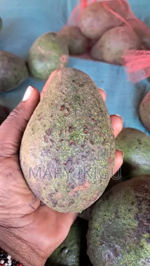 Avocados Fuerte Variety