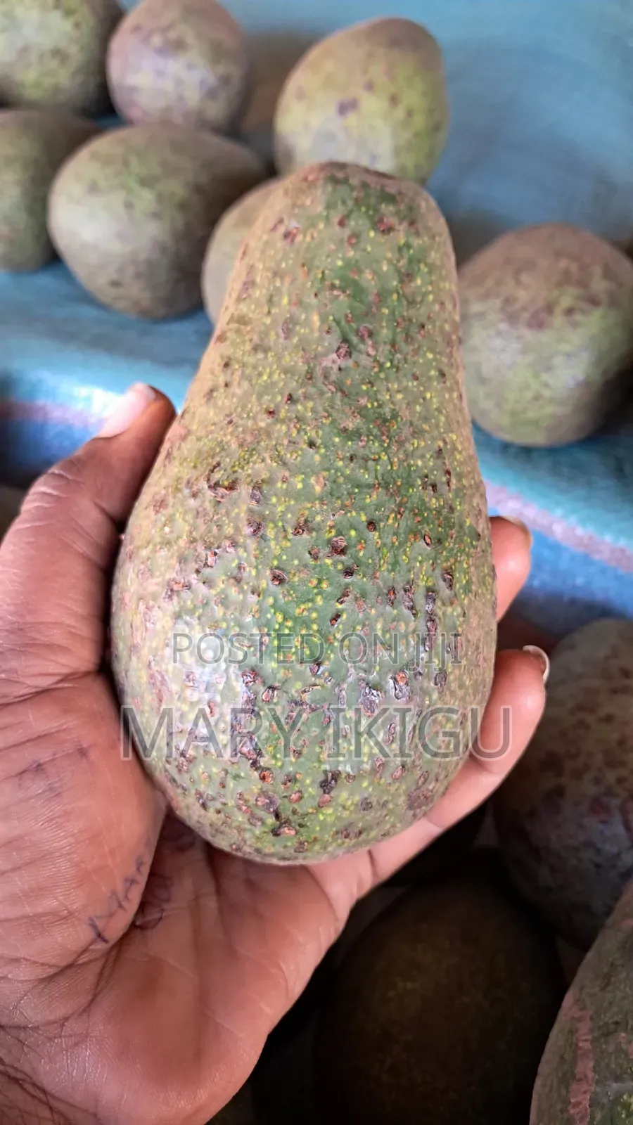 Avocados Fuerte Variety