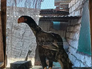 Female Hen Kuchi