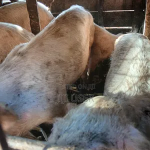 Pigs for Sale