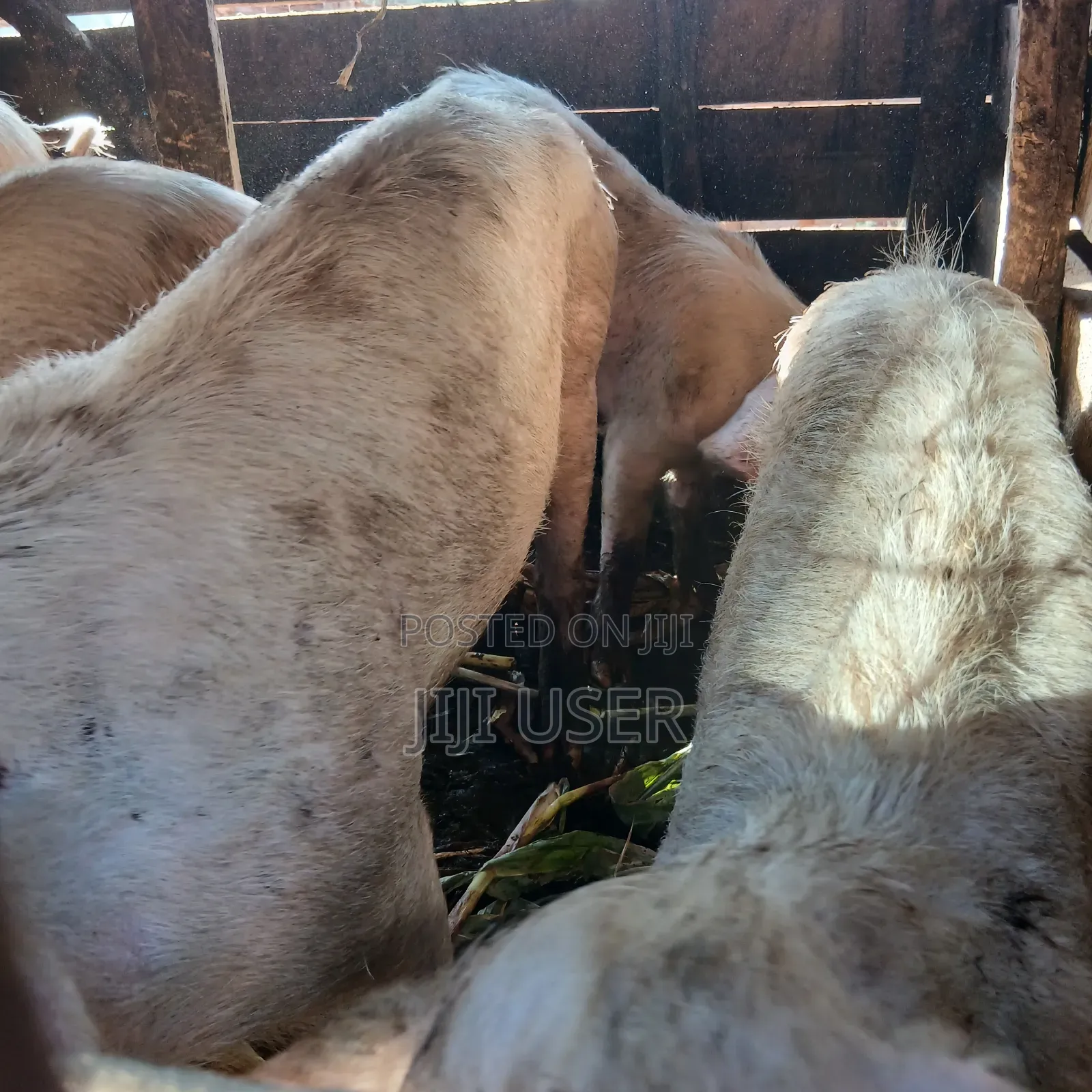 Pigs for Sale