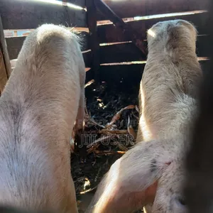 Pigs for Sale