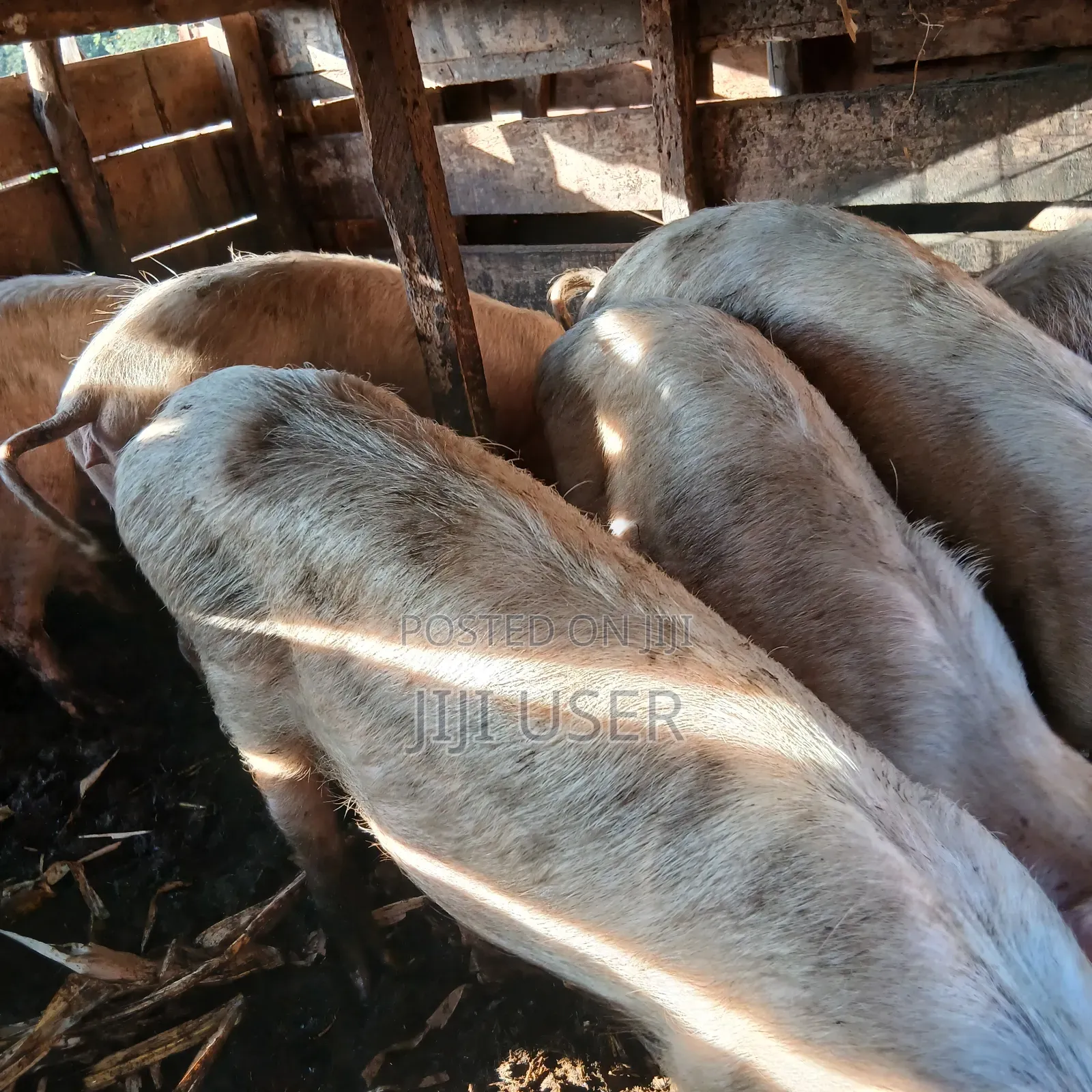 Pigs for Sale