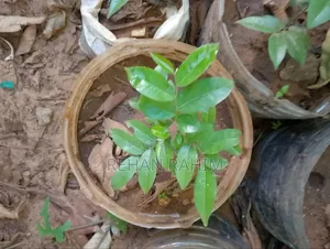Vilua Flowers