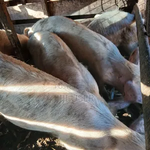 Pigs for Sale