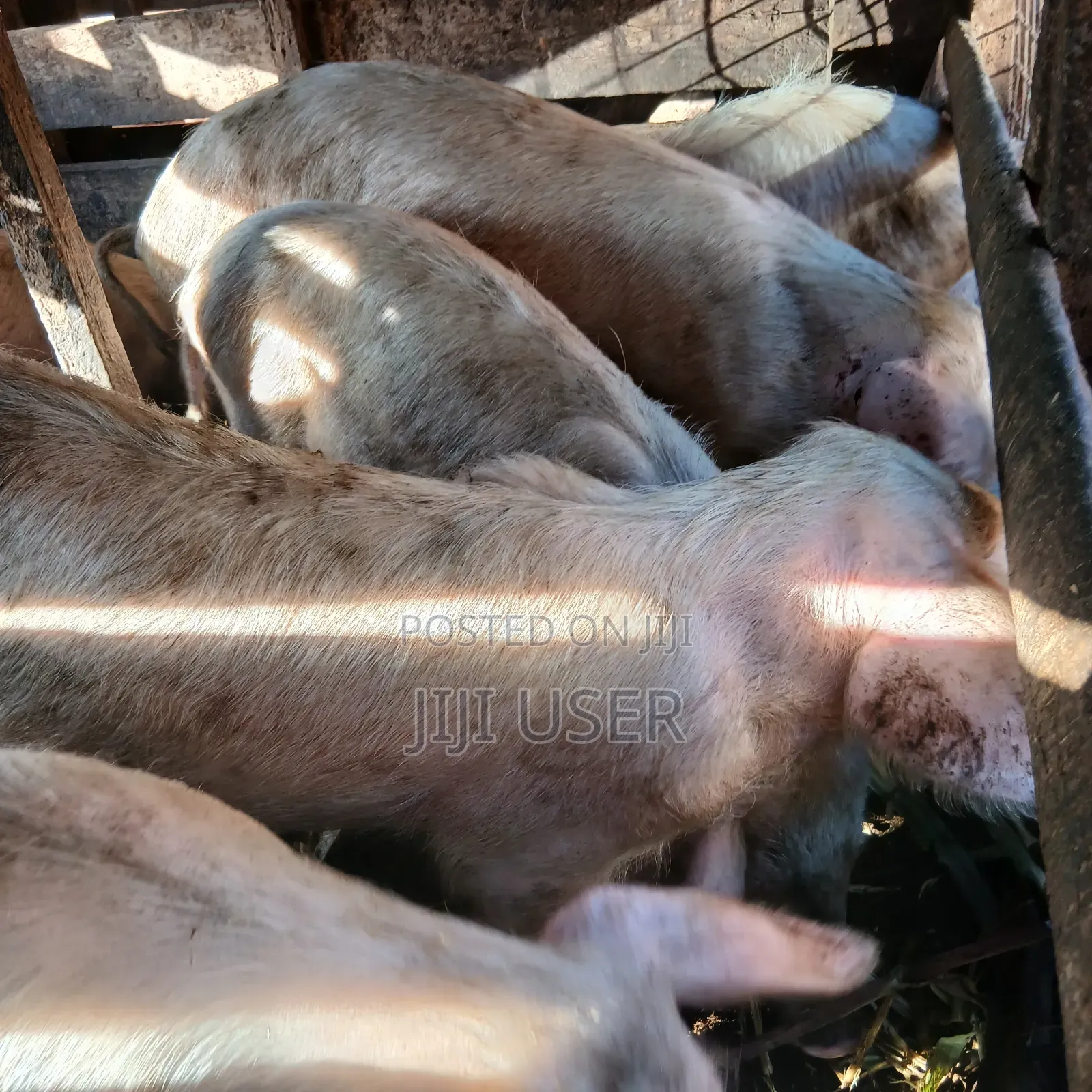Pigs for Sale