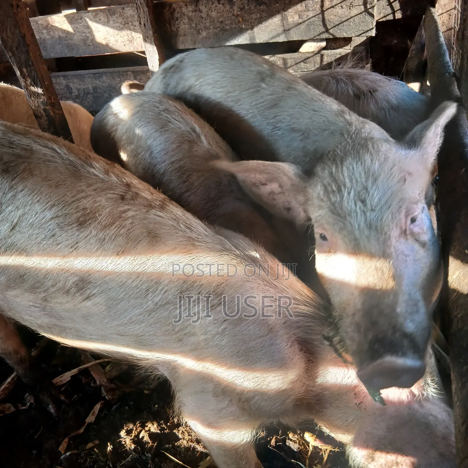 Pigs for Sale