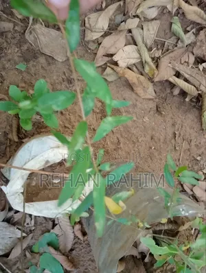 Pamagram Seedlings
