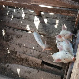 Piglets for Sale